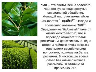 Чай – это листья вечно зелёного чайного куста, подвергнутые специальной обработк