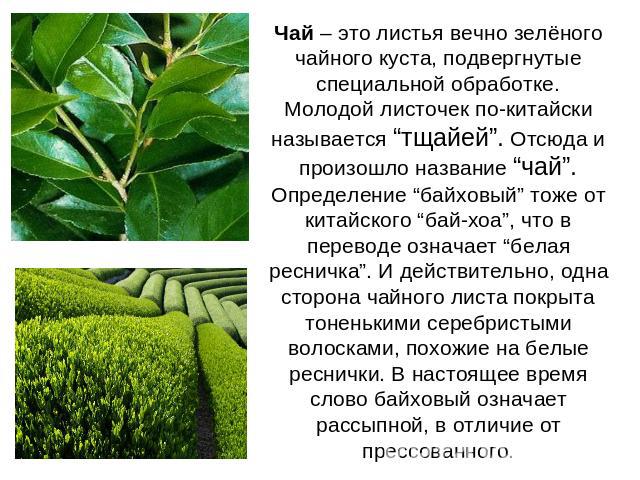 Чай – это листья вечно зелёного чайного куста, подвергнутые специальной обработке. Молодой листочек по-китайски называется “тщайей”. Отсюда и произошло название “чай”. Определение “байховый” тоже от китайского “бай-хоа”, что в переводе означает “бел…