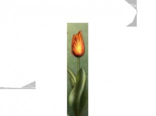 Опорная схема «страна Тюльпания» Тюльпан – ни один цветок, после розы, не обраст