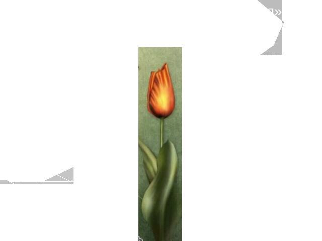 Опорная схема «страна Тюльпания» Тюльпан – ни один цветок, после розы, не обрастал таким ореолом поклонения и восхищения. Более 3000 видов