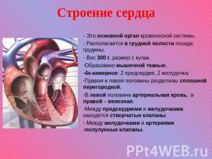 Строение сердца - Это основной орган кровеносной системы. - Располагается в груд