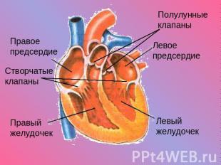 Правое предсердие Створчатые клапаны Правый желудочек Полулунные клапаны Левое п