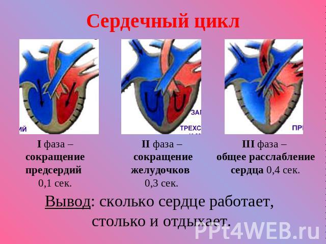Сердечный цикл I фаза – сокращение предсердий 0,1 сек. II фаза – сокращение желудочков 0,3 сек. III фаза – общее расслабление сердца 0,4 сек. Вывод: сколько сердце работает, столько и отдыхает.