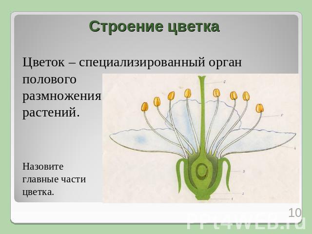 Строение цветка Цветок – специализированный орган полового размножения растений. Назовите главные части цветка.