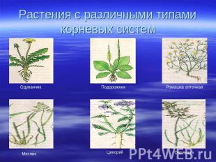 Растения с различными типами корневых систем Одуванчик Подорожник Ромашка аптечн