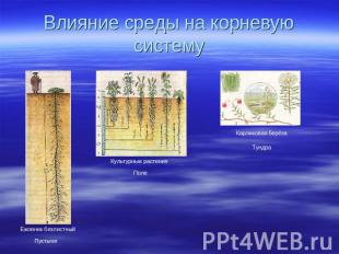 Влияние среды на корневую систему Ежовник безлистный Пустыня Культурные растения