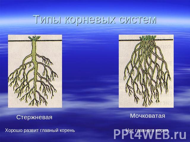 Типы корневых систем Стержневая Хорошо развит главный корень Мочковатая Нет главного корня