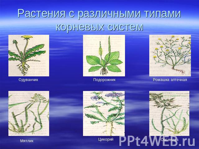 Растения с различными типами корневых систем Одуванчик Подорожник Ромашка аптечная Мятлик Цикорий Овсяница