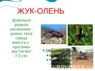 ЖУК-ОЛЕНЬ Довольно редкое насекомое , длина тела самца вместе с «рогами» достига