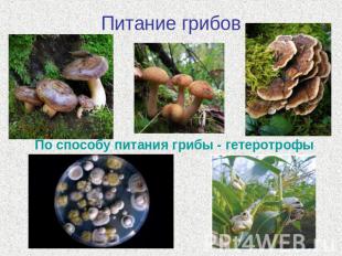Питание грибов По способу питания грибы - гетеротрофы