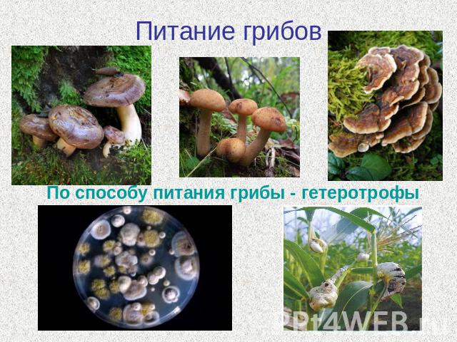 Питание грибов По способу питания грибы - гетеротрофы
