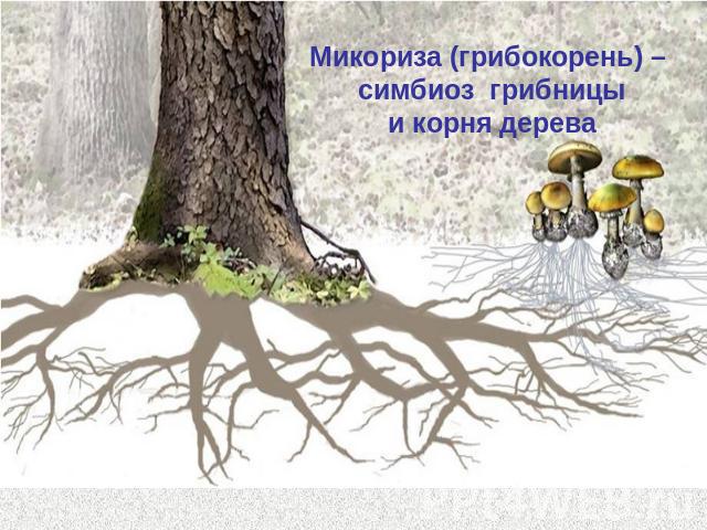 Микориза (грибокорень) – симбиоз грибницы и корня дерева