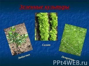 Зеленные культуры Любисток Салат Петрушка