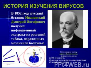 ИСТОРИЯ ИЗУЧЕНИЯ ВИРУСОВ В 1852 году русский ботаник Ивановский Дмитрий Иосифови