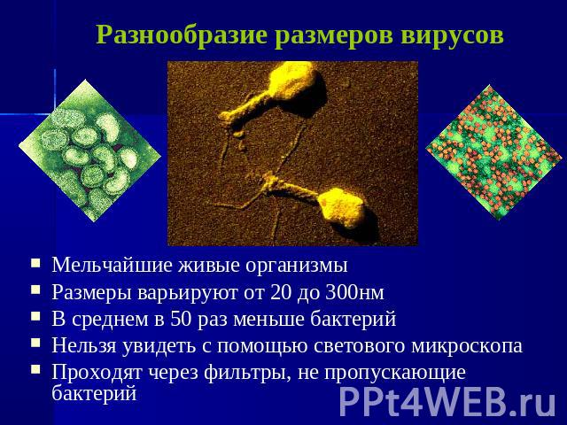 Разнообразие размеров вирусов Мельчайшие живые организмы Размеры варьируют от 20 до 300нм В среднем в 50 раз меньше бактерий Нельзя увидеть с помощью светового микроскопа Проходят через фильтры, не пропускающие бактерий