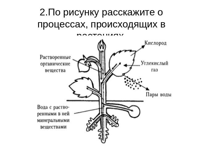 Как называется процесс жизнедеятельности растений 6 класс. Процессы жизнедеятельности растений. Процесс жизнедеятельности растений схема. Схема одного из процессов жизнедеятельности растений. Схемы процессов жизнедеятельности растений на рисунке.