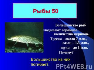 Рыбы 50 Большинство рыб откладывают огромное количество икринок. Треска – около