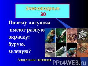 Земноводные 30 Почему лягушки имеют разную окраску: бурую, зеленую? Защитная окр