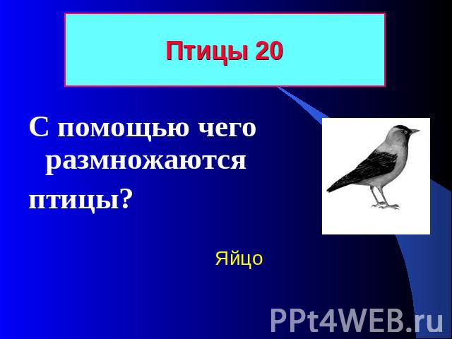 Птицы 20 С помощью чего размножаются птицы? Яйцо