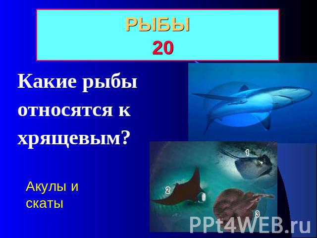 РЫБЫ 20 Какие рыбы относятся к хрящевым? Акулы и скаты