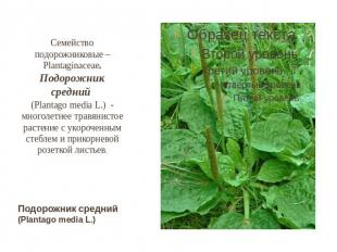 Семейство подорожниковые – Plantaginaceae. Подорожник средний (Plantago media L.