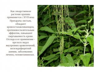 Как лекарственное растение крапива применяется с XVII века Препараты листьев, об