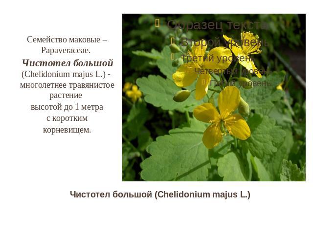 Семейство маковые – Papaveraceae. Чистотел большой (Chelidonium majus L.) - многолетнее травянистое растение высотой до 1 метра с коротким корневищем. Чистотел большой (Chelidonium majus L.)