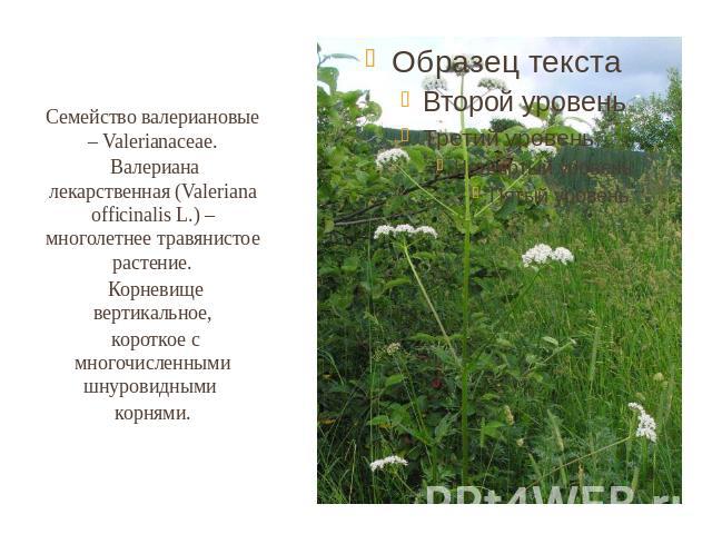 Семейство валериановые – Valerianaceae. Валериана лекарственная (Valeriana officinalis L.) – многолетнее травянистое растение. Корневище вертикальное, короткое с многочисленными шнуровидными корнями.