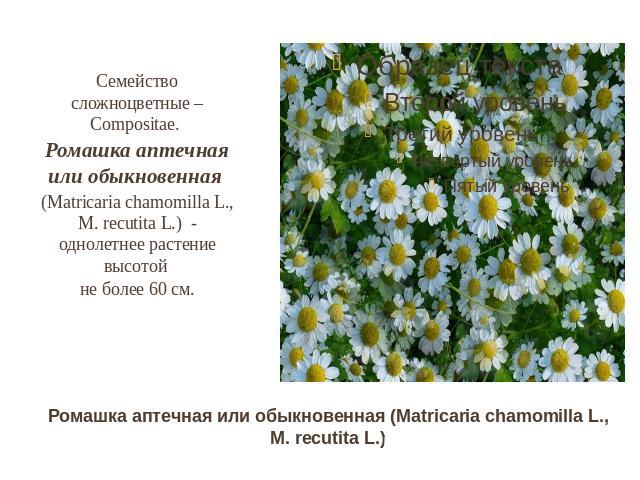 Семейство сложноцветные – Compositae. Ромашка аптечная или обыкновенная (Matricaria chamomilla L., M. recutita L.) - однолетнее растение высотой не более 60 см. Ромашка аптечная или обыкновенная (Matricaria chamomilla L., M. recutita L.)