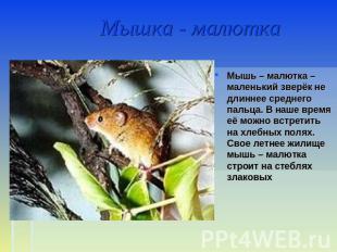Мышка - малютка Мышь – малютка – маленький зверёк не длиннее среднего пальца. В
