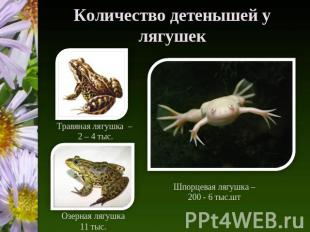 Количество детенышей у лягушек Травяная лягушка – 2 – 4 тыс. Озерная лягушка 11