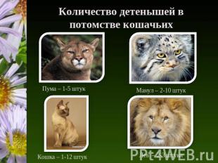 Количество детенышей в потомстве кошачьих Пума – 1-5 штук Манул – 2-10 штук Кошк
