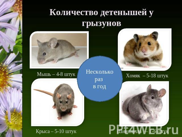 Количество детенышей у грызунов Мышь – 4-8 штук Хомяк – 5-18 штук Крыса – 5-10 штук Шиншилла – 1-6 штук Несколько раз в год