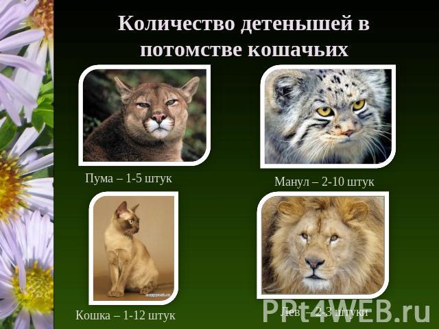Количество детенышей в потомстве кошачьих Пума – 1-5 штук Манул – 2-10 штук Кошка – 1-12 штук Лев – 2-3 штуки