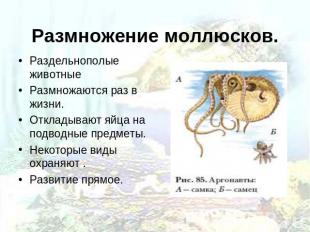 Размножение моллюсков. Раздельнополые животные Размножаются раз в жизни. Отклады