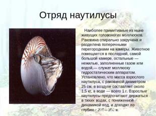 Отряд наутилусы Наиболее примитивные из ныне живущих головоногих моллюсков. Рако