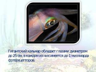 Гигантский кальмар обладает глазами диаметром до 25 см, в каждом из них имеется