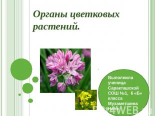 Органы цветковых растений Выполнила ученица Саракташской СОШ №1, 6 «Б» класса Му