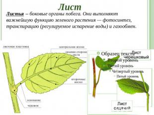 Лист Листья – боковые органы побега. Они выполняют важнейшую функцию зеленого ра