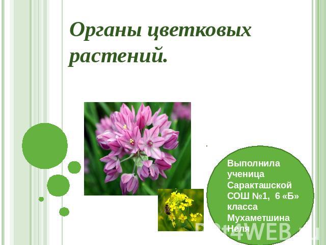 Органы цветковых растений Выполнила ученица Саракташской СОШ №1, 6 «Б» класса Мухаметшина Неля