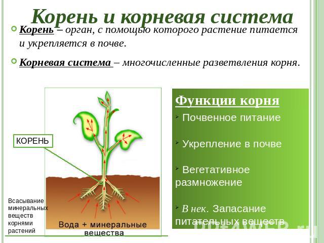 Корень и корневая система Корень – орган, с помощью которого растение питается и укрепляется в почве. Корневая система – многочисленные разветвления корня. Функции корня Почвенное питание Укрепление в почве Вегетативное размножение В нек. Запасание …