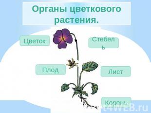 Органы цветкового растения. Цветок Стебель Плод Лист Корень