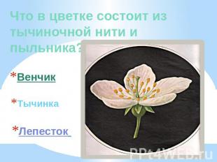 Что в цветке состоит из тычиночной нити и пыльника? Венчик Тычинка Лепесток