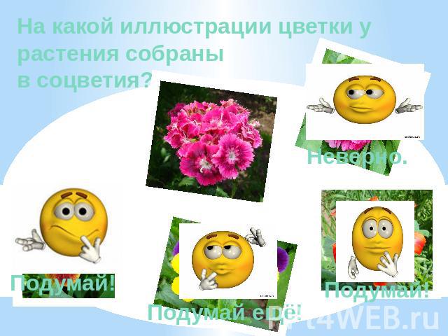 На какой иллюстрации цветки у растения собраны в соцветия? Неверно. Подумай! Подумай ещё! Подумай!