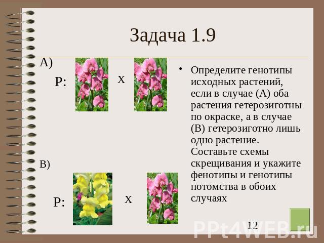 Задача 1.9 Определите генотипы исходных растений, если в случае (А) оба растения гетерозиготны по окраске, а в случае (В) гетерозиготно лишь одно растение. Составьте схемы скрещивания и укажите фенотипы и генотипы потомства в обоих случаях
