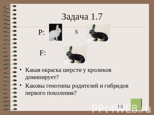 Задача 1.7 Какая окраска шерсти у кроликов доминирует? Каковы генотипы родителей и гибридов первого поколения?