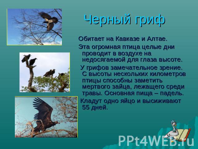 Черный гриф Обитает на Кавказе и Алтае. Эта огромная птица целые дни проводит в воздухе на недосягаемой для глаза высоте. У грифов замечательное зрение. С высоты нескольких километров птицы способны заметить мертвого зайца, лежащего среди травы. Осн…