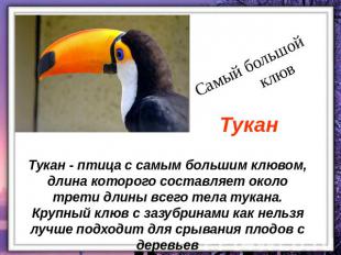 Самый большой клюв Тукан Тукан - птица с самым большим клювом, длина которого со