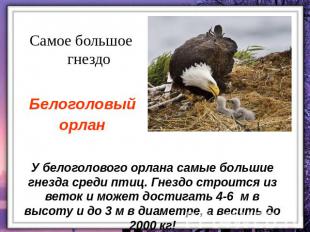 Самое большое гнездо Белоголовый орлан У белоголового орлана самые большие гнезд