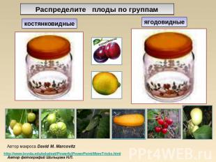 Распределите плоды по группам костянковидные ягодовидные Автор макроса David M.